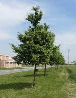 )' Specie 1 Portamento e sviluppo Esigenze ecologiche Caratteristiche Nome latino: Acer campestre Nome comune: Acero