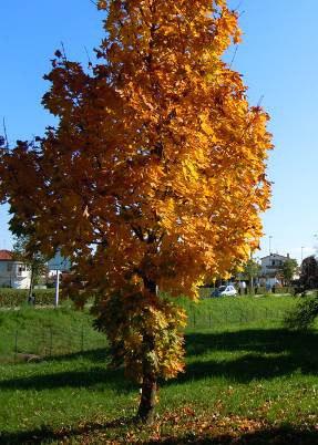 Albero di terza grandezza con portamento espanso chioma irregolare e fitta.