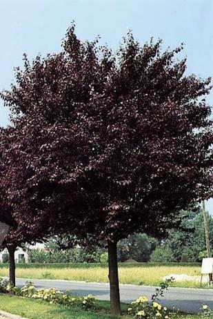 Specie 2 Portamento e sviluppo Esigenze ecologiche Caratteristiche Nome latino: Prunus cerasifera Pissardii nigrai Nome comune: Pruno da fiore previsto in alternanza a Acer campestre nella