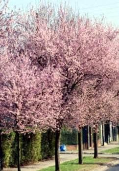 Resistente al freddo, ben si adatta in ambienti urbani. Latifoglia con foglie color porpora. Presenta il suo aspetto decorativo migliore tra la primavere a e l autunno.