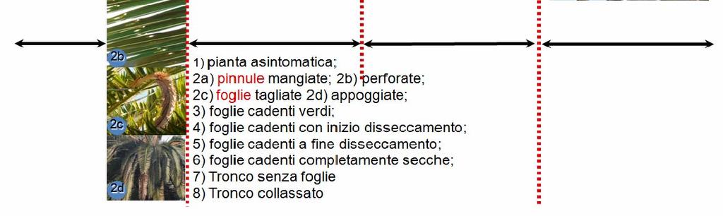 che presentano suoi sintomi e, se necessario, tutti i vegetali sensibili che appartengono allo stesso lotto al momento della messa in coltivazione; b) «zona di contenimento»: zona infestata per la