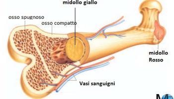 Il tessuto adiposo non è più considerato come pura riserva metabolica e struttura protettiva,