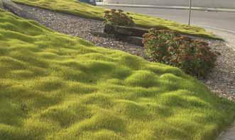 48 49 Kikuyu (Pennisetum clandestinum) Zoysia Japonica MINORE MANTENIMENTO Cespitosa da clima caldo (C4), che necessita di una temperatura minima di 18 C nel terreno per germinare e perde colore