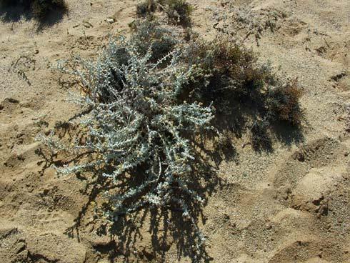 costruzione delle dune. Sono provviste di rizomi, cioè di fusti sotterranei che negli individui giovani si sviluppano in direzione orizzontale, dai quali prenderanno origine rami verticali.