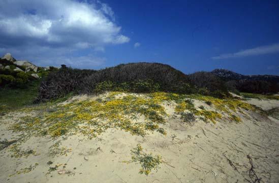 Aspetti vegetazionali La duna fissa: l interduna e il crucianelleto Dietro le dune mobili, dove la forza del vento è ormai attenuata, si crea una zona riparata con rilievi modesti e condizioni più