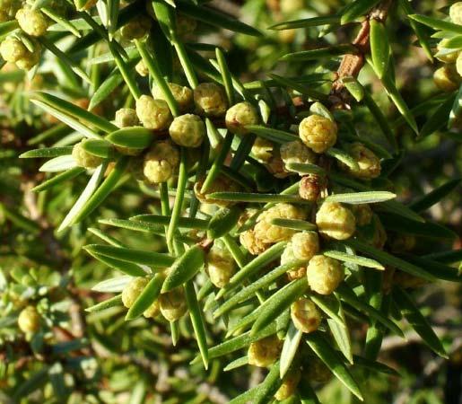 Aspetti vegetazionali Il protagonista della duna: il ginepro coccolone Il Ginepro coccolone vive esclusivamente nelle zone costiere e caratterizza il paesaggio dunale con il suo fusto contorto,