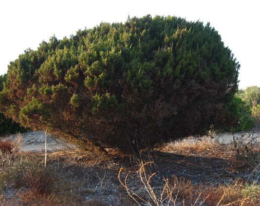 Sotto forma di decotto gli vengono attribuiti proprietà diuretiche, digestive e antiasmatiche. Il Ginepro coccolone, il cui nome scientifico è Juniperus oxycedrus L. ssp.