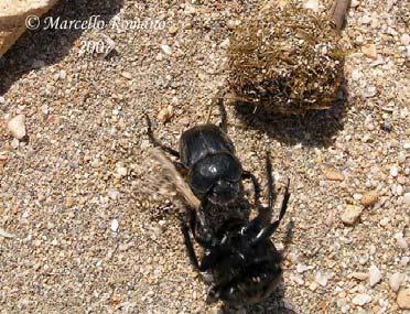 Aspetti faunistici Gli insetti Proprio come nel deserto la vita animale delle dune è rappresentata soprattutto dagli insetti.