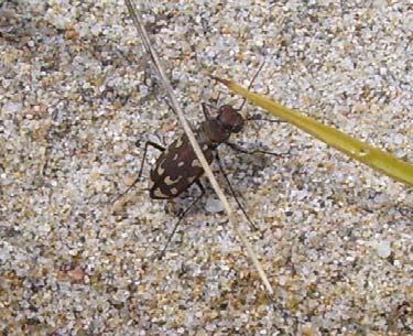 Altri coleotteri, i Carabidi, sono importanti bioindicatori della salute dell'ambiente dunale.