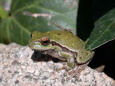 Aspetti faunistici Anfibi e rettili Raganella sarda (Hyla sarda) Testuggine di Hermman (Testudo hermanni) Uccelli Pernice di mare (Glareola pratinco- Mammiferi I vertebrati sono in maggioranza