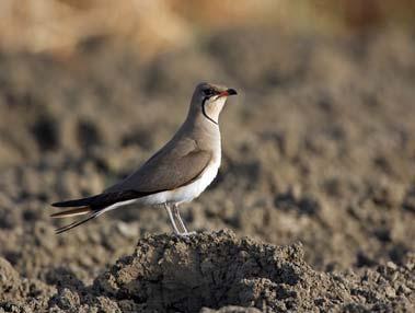 La maggior parte di vertebrati che frequenta le spiagge e le dune infatti compaiono spesso solo occasionalmente in questi habitat, durante le loro incursioni in cerca di prede ma sopratutto di