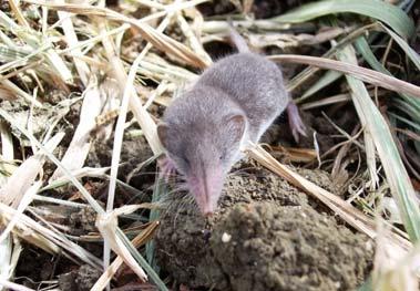 Tra gli anfibi, nelle pozze retrodunali che si formano durante le piogge, possiamo trovare la raganella sarda (Hyla sarda) e il rospo smeraldino (Bufo viridis).