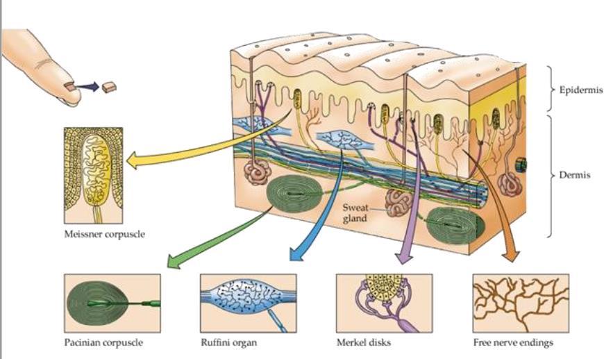 Che cosa sono i meccanorecettori? Sono piccoli corpuscoli che inviano informazioni al sistema nervoso centrale (SNC), tramite segnali bioelettro-chimici.