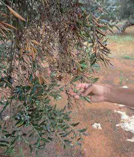 Martelli, Frutticoltura, 7-8/2014):: il rodilegno giallo (Zeuzera pyrina); i funghi lignicoli del genere Phaecremonium e Phaeomoniella; il batterio Xylella fastidiosa.