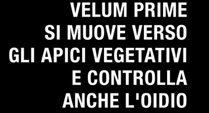 Il prodotto è assorbito dal capillizio radicale e viene: 1 2 trasferito a tutti i tessuti ipogei proteggendoli dagli attacchi dei nematodi traslocato all apparato vegetativo della pianta che si