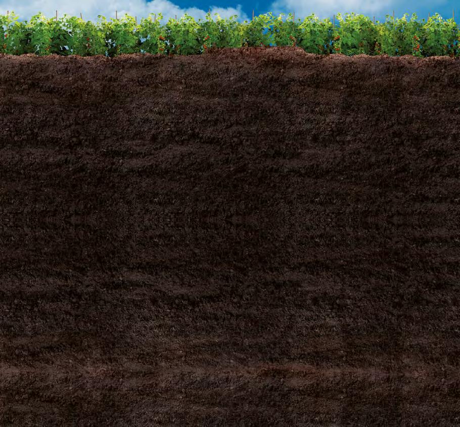 In particolare, tali organismi: >> determinano la buona struttura del suolo >> stimolano la crescita delle piante >> migliorano la penetrazione delle acque nel terreno >> facilitano la realizzazione