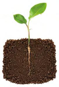 distribuzione nel suolo Velum Prime si distribuisce nel suolo laddove sono sviluppate le radici delle piante, proprio dove è necessaria la sua azione.