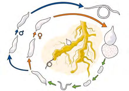 , Heterodera tabacum, Heterodera pallida, Heterodera rostochiensis I nematodi sono molto pericolosi per le colture, soprattutto quando queste si succedono con elevata frequenza sullo stesso terreno