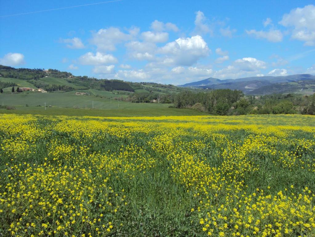 Tutte le aree di previsione sono interessate in vario grado dalle seguenti criticità: CRITICITÀ INTERESSANTI IN VARIO TUTTE LE U.T.O.E. NOTE La scadente qualità delle acque superficiali.