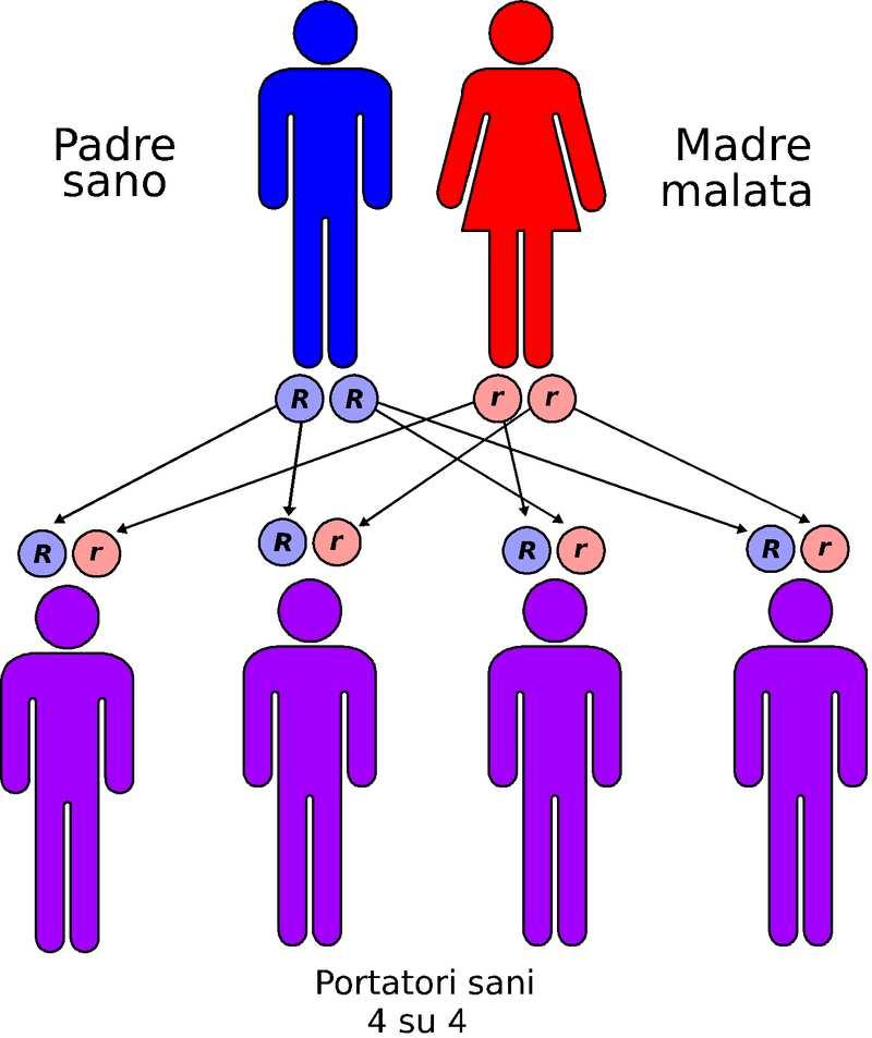 LE MALATTIE ERDITARIE AUTOSOMICHE Sono dovute alla mutazione di un allele e trasmesse dai genitori ai figli, indipendentemente dal sessi deli uni e degli altri.