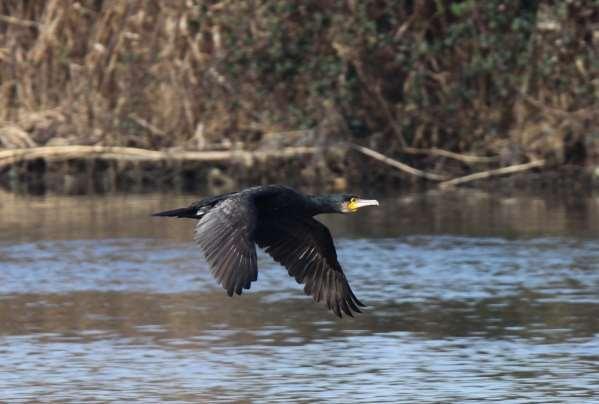 Cormorano in Italia in Italia è presente la sottospecie Phalacrocorax carbo sinensis (LC in IUCN Red List).