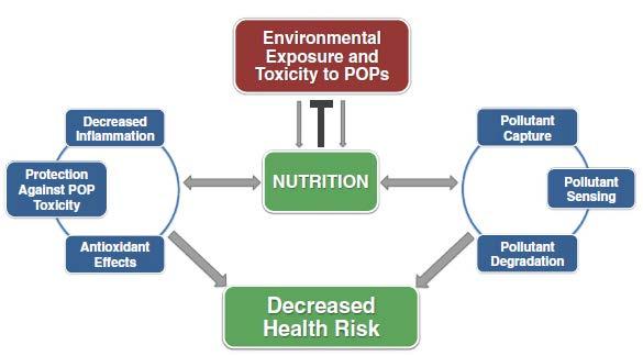 Salute Umana: dieta e fattori ambientali La nutrizione modula la vulnerabilità ai rischi di malattie associate con l'esposizione a inquinanti ambientali.