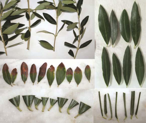 Per piante piccole può venir inviata in laboratorio lʹintera piantina o parti di piante. Per piante con foglie sclerotiche (ad esempio Coffea), possono venir campionati i piccioli.