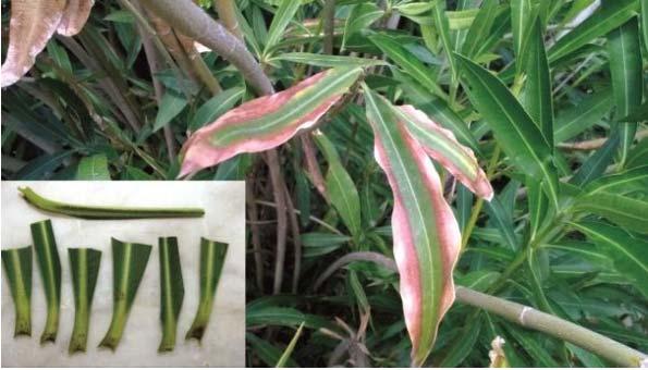 Nerium Oleander (Oleandro) Tipo di tessuto da prelevare per ogni aliquota del Numero di aliquote del 5 8 foglie mature con picciolo/pianta 8 Peso approssimativo del campione da laboratorio 1 2 g