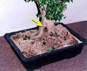 Importazione bonsai piante
