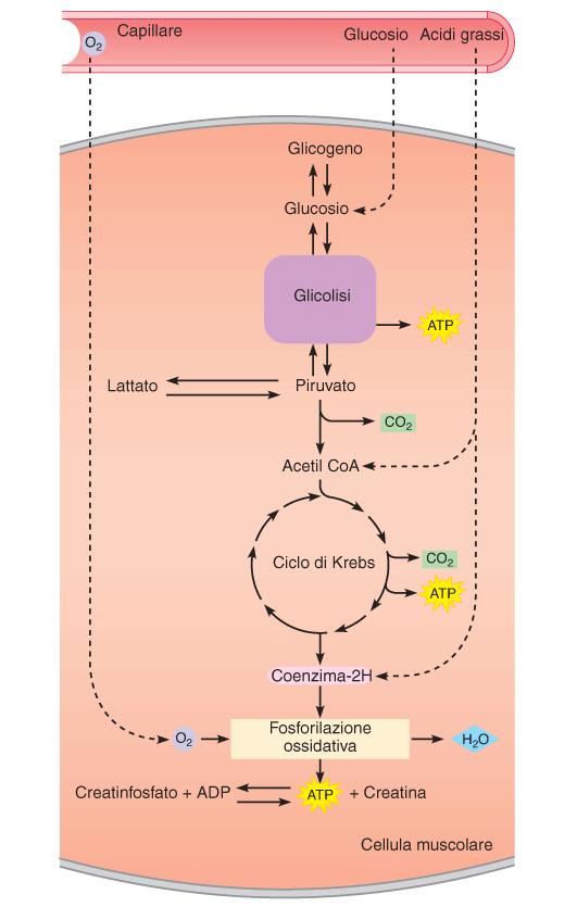 METABOLISMO ENERGETICO capillare glicolisi ATP ATP