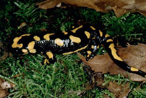 ATLANTE DEGLI ANFIBI E DEI RETTILI DELLA TOsCANA SChEDE DEGLI ANFIBI CAUDATI O URODELI (CAUDATA) Salamandra pezzata Salamandra salamandra (Linnaeus, 1758) Altri nomi italiani: salamandra gialla e