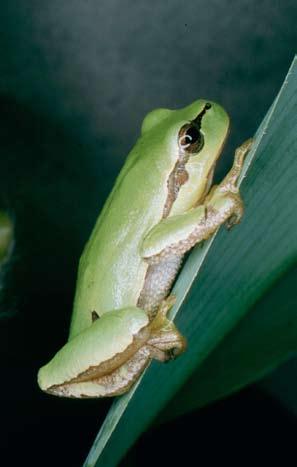 Raganella italiana Hyla intermedia Boulenger, 1882 Descrizione e riconoscimento I metamorfosati hanno le parti superiori dal verde erba brillante, al verde-giallastro, al verde olivaceo, al