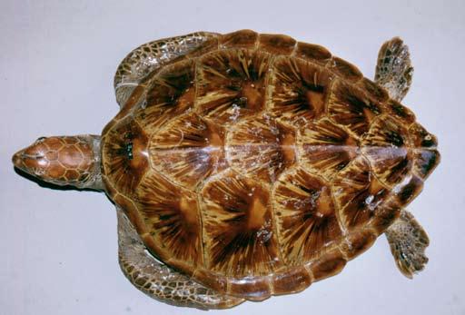 ATLANTE DEGLI ANFIBI E DEI RETTILI DELLA TOsCANA Tartaruga verde Chelonia mydas (Linnaeus, 1758) Altri nomi italiani: tartaruga franca.