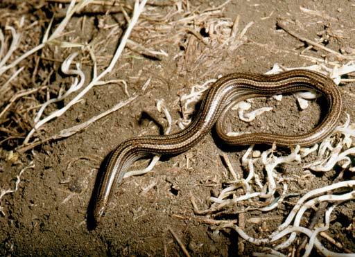 ATLANTE DEGLI ANFIBI E DEI RETTILI DELLA TOsCANA Luscengola comune Chalcides chalcides (Linnaeus, 1758) Altri nomi italiani: luscengola, fienarola.