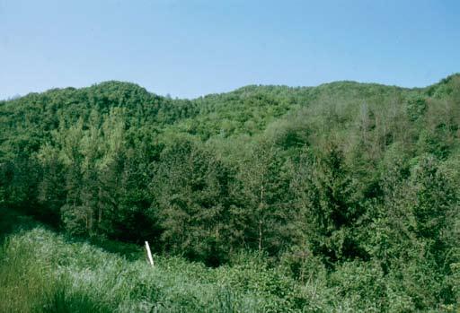 ATLANTE DEGLI ANFIBI E DEI RETTILI DELLA TOsCANA Fig. 17. Rimboschimento a conifere presso il Passo della Crocetta (Vernio, Prato).