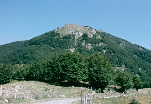 Fig. 18. Area cacuminale del Monte Spiaggi (Massa Carrara). ri) e l eucalipto (Eucaliptus sp.