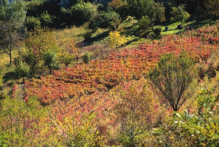 Conferenze e conversazioni sulla storia dell iris, sul giardinaggio, sul Liberty e del 900 Comune di ROCCA GRIMALDA Le Iris tra botanica e storia a cura del Museo di Scienze Naturali di Torino Iris e