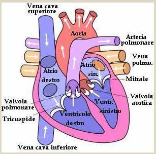 ventricoli si suddividono ulteriormente in due parti: destro e sinistro Atri e Ventricoli della stessa parte comunicano tra loro per