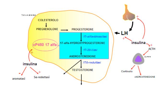 Iperinsulinismo: - ovaio: aumenta attività cit.