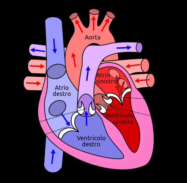 Il cuore Il cuore è un muscolo involontario che fa circolare il sangue.