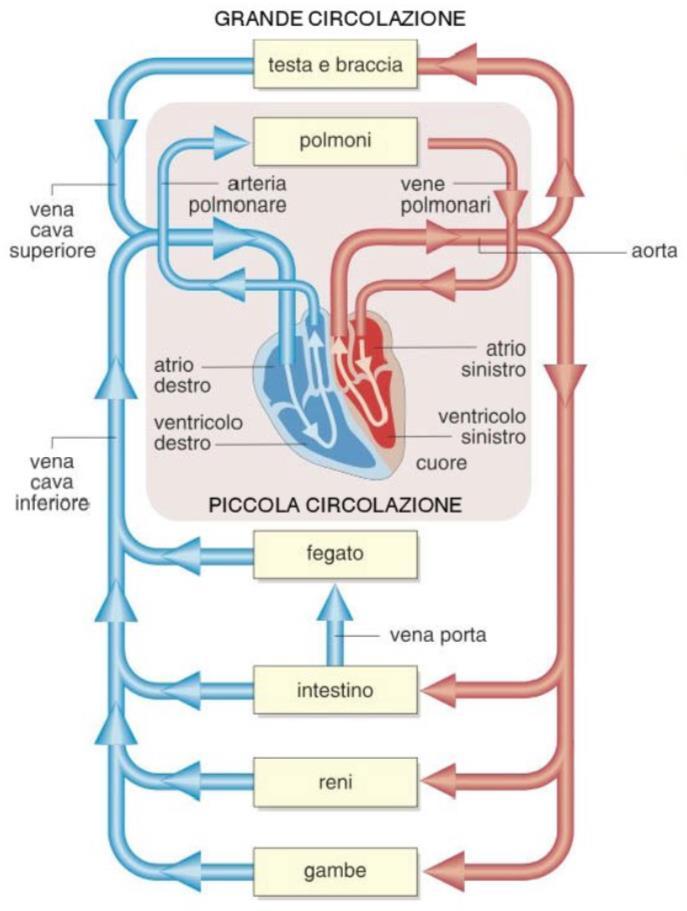 La circolazione Il sangue scorre nel nostro corpo seguendo due circuiti: La piccola circolazione: porta il sangue ricco di CO2 verso i polmoni in modo che acquisti ossigeno e poi di nuovo al cuore.