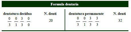 Il Daino, come gli altri ungulati, presenta una dentatura di tipo eterodonte, ovvero costituita da denti di forma, dimensione e funzione differenti.