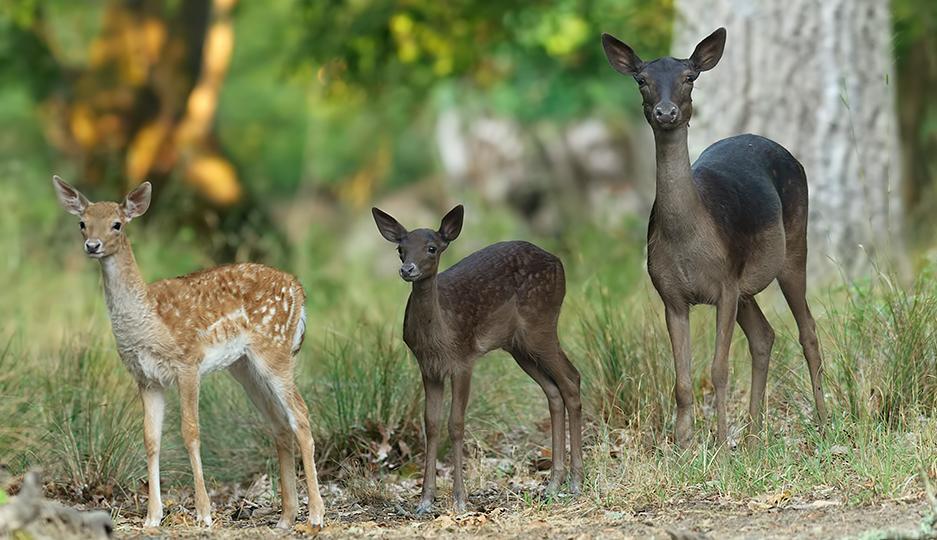 Foto A.Calabrese PICCOLI Pomellatura presente (eccetto melanici e bianchi). Molto legati alla madre.