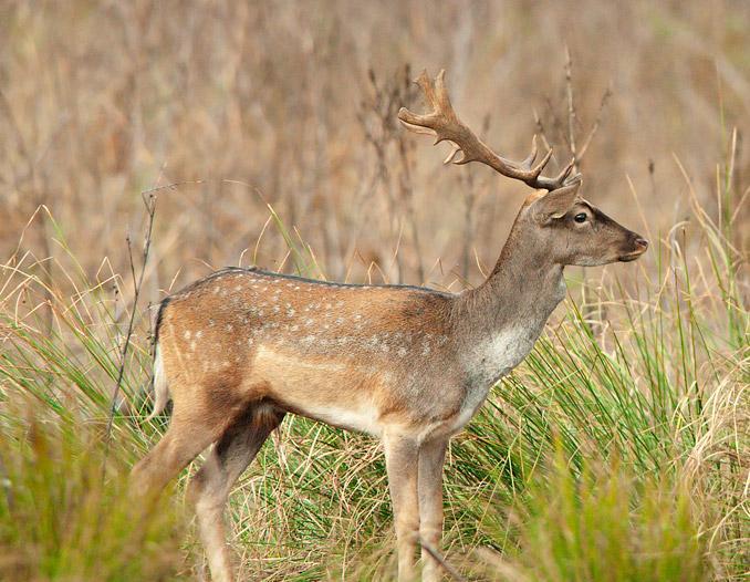 Foto A.Calabrese MASCHI: BALESTRONI Animali da due a quattro anni d età.