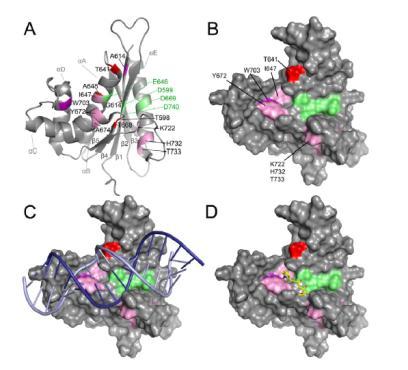 biologici mediante spettroscopia di Risonanza Magnetica