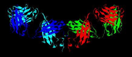 Computazionale Struttura Molecolare delle Proteine