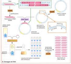 Genetica dei microrganismi Conoscere i meccanismi