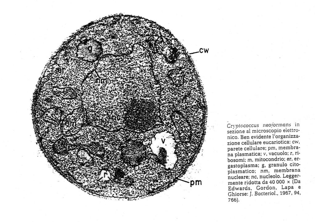 STRUTTURA DELLA