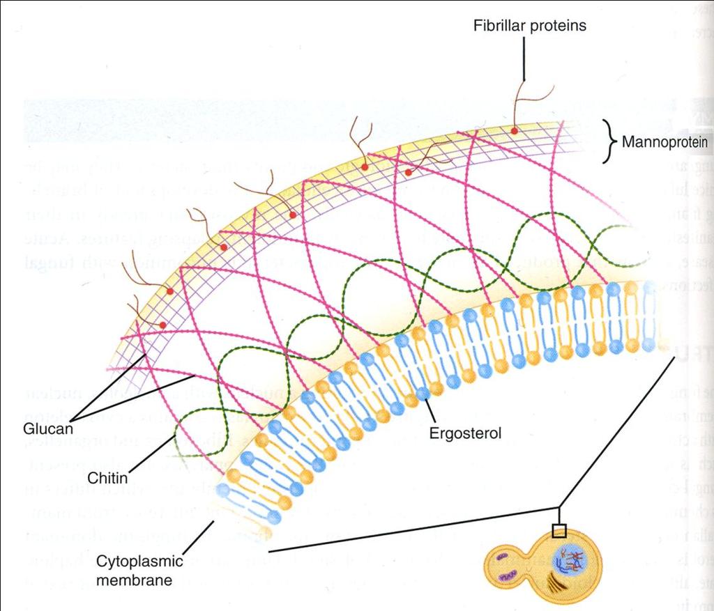 STRUTTURA