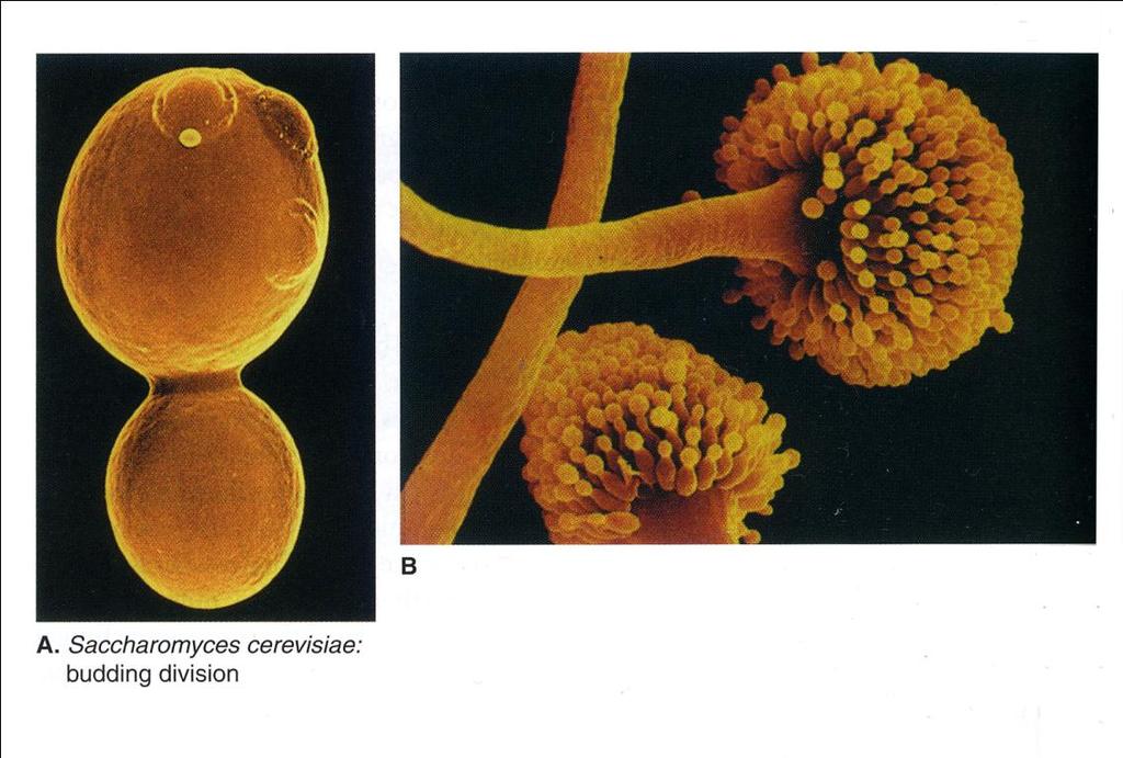 DIMORFISMO Aspergillus: